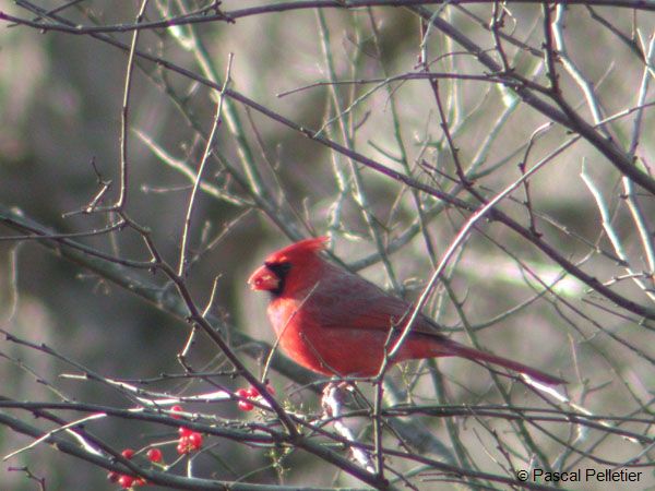 Cardinal