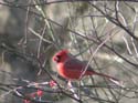 Cardinal