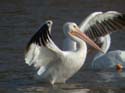 Pelican_blanc_02