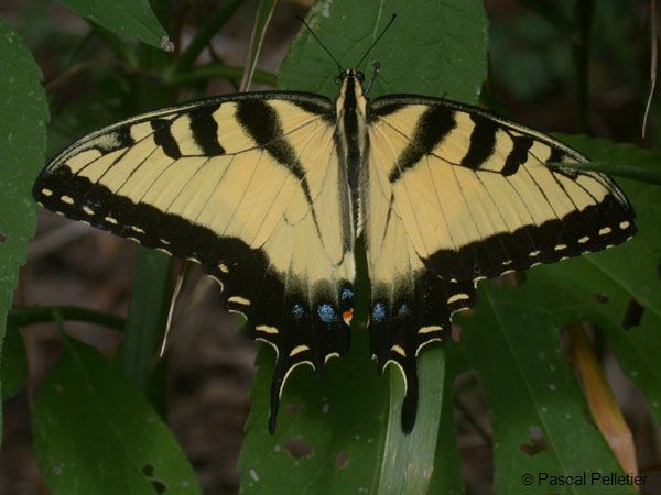 Eastern_Tiger_Swallotail_1