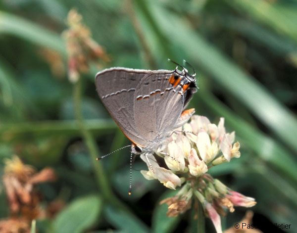 Gray_hairstreak