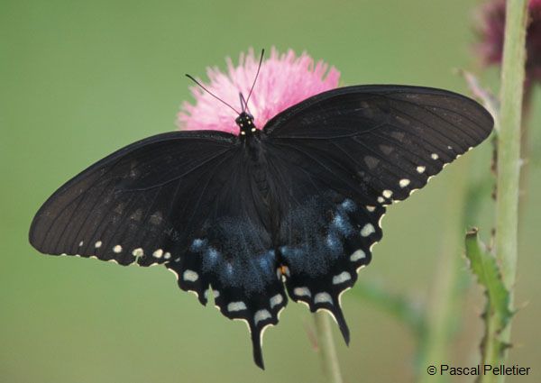 Spicebush_swallowtail_1