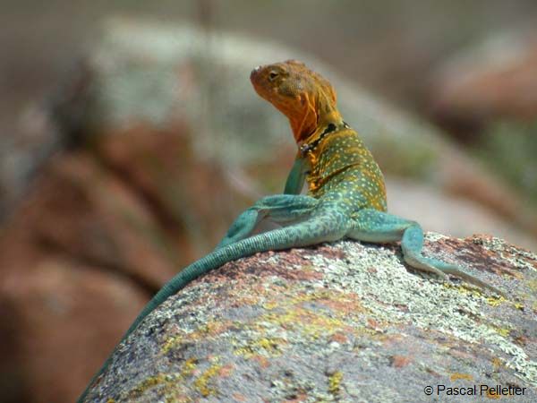 Eastern_Collared_Lizard_12