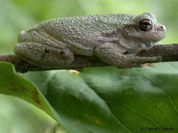 Gray_Treefrog_07