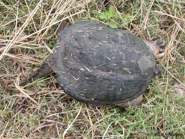 Snapping_Turtle_06