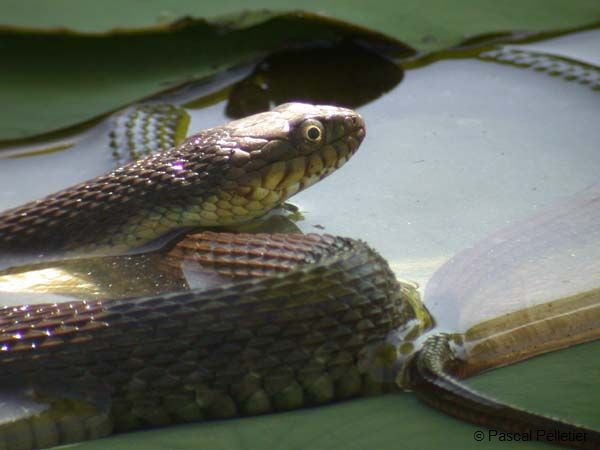 Watersnake_06