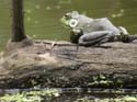 Bullfrog_01