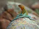 Eastern_Collared_Lizard_12