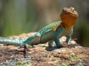 Eastern_Collared_Lizard_50