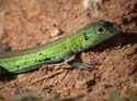 Prairie_Racerunner_06