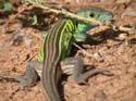 Prairie_Racerunner_09