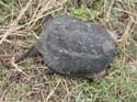 Snapping_Turtle_06
