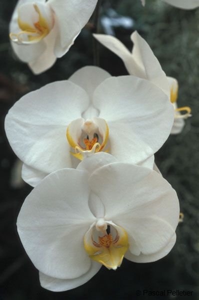 01Orchidee