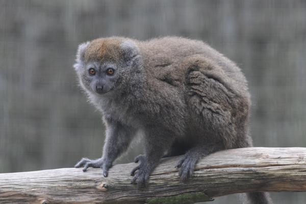 DSC_8503_HAPALEMUR_GRIS