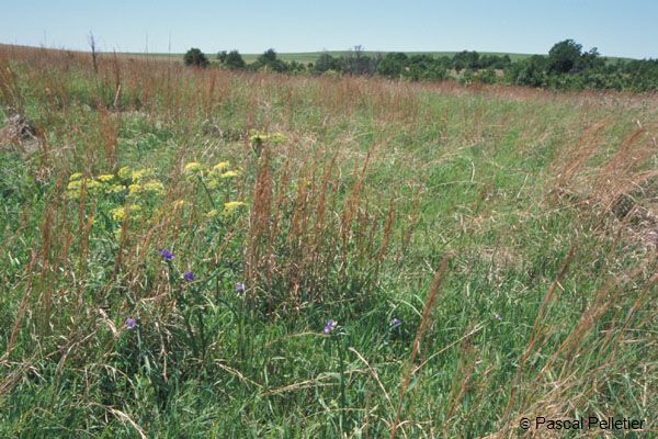 01_Prairie