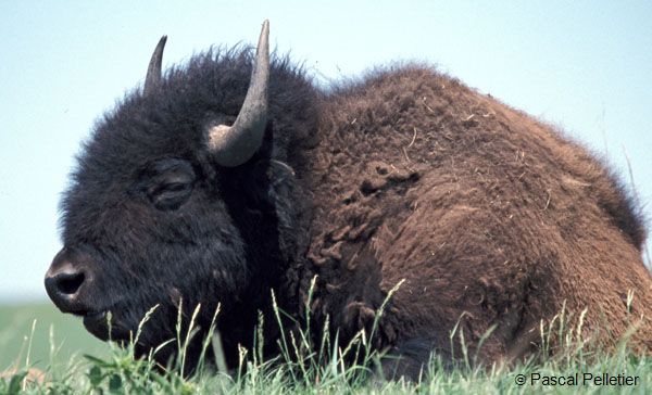 05Bison