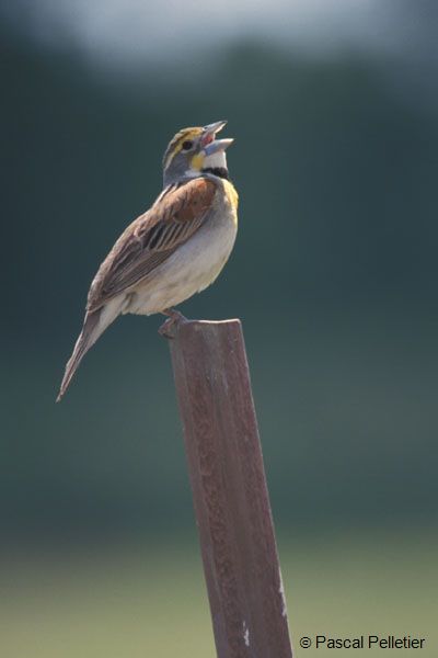 01Dickcissel