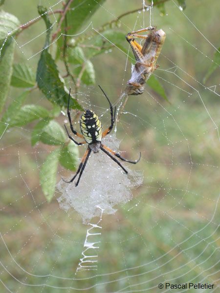 Argiope_1