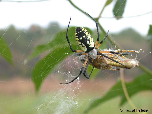 Argiope_2