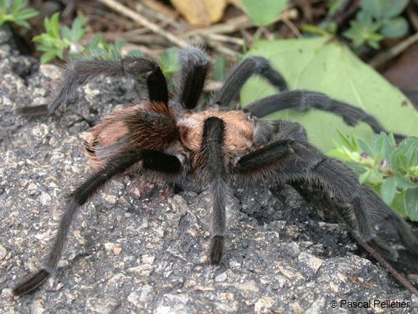 Tarentule_2