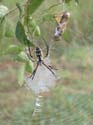 Argiope_1
