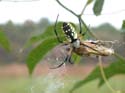 Argiope_2