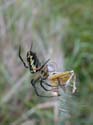 Argiope_3