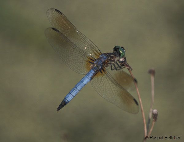Blue_Dasher_1