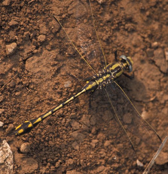 Clubtail_indeterminee