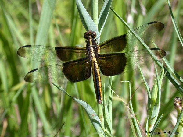 Widow_Skimmer_femelle