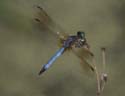 Blue_Dasher_1