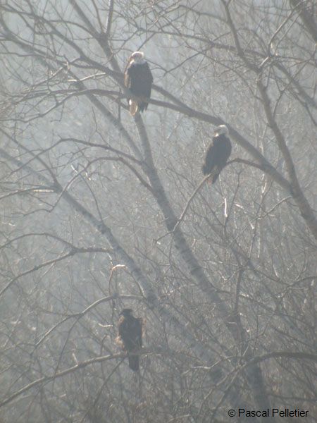 Pygargue_a_tete_blanche_01