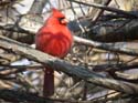 Cardinal_Rouge_01