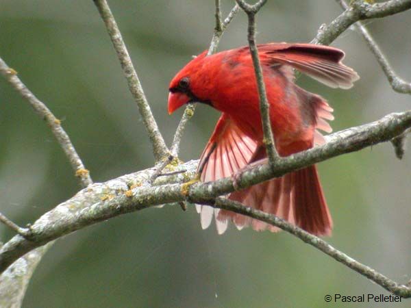 Cardinal_07