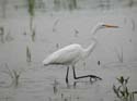 Aigrette_G_03