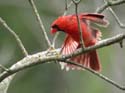 Cardinal_07