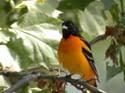 Oriole_N_02