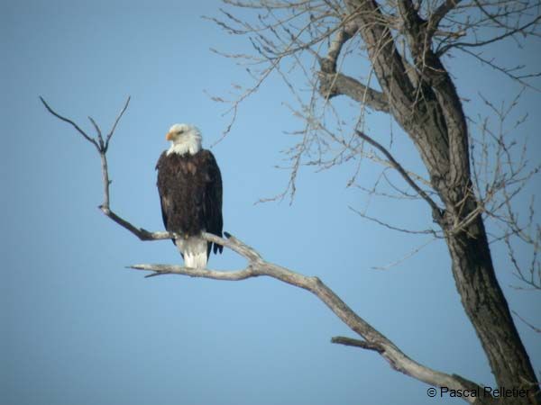 Pygargue_50
