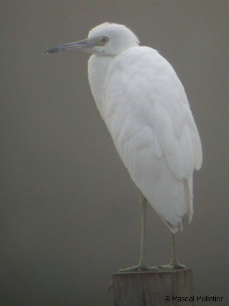 Aigrette_Bleue_jeune_1