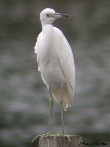 Aigrette_Bleue_jeune_2