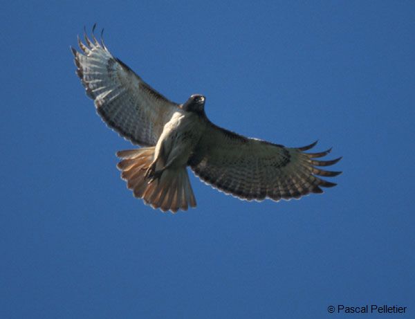 Buse_a_queue_rousse_1