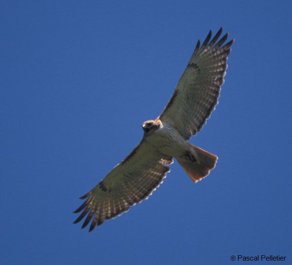 Buse_a_queue_rousse_2