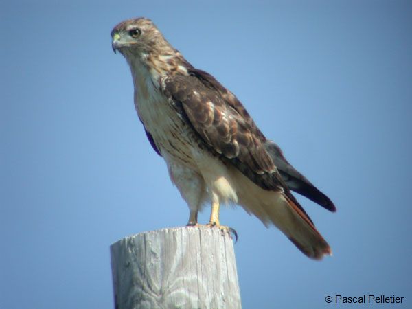 Buse_a_queue_rousse_3