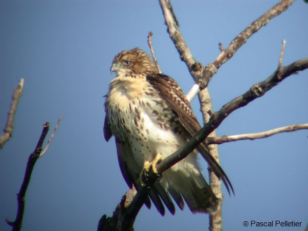 Buse_a_queue_rousse_4