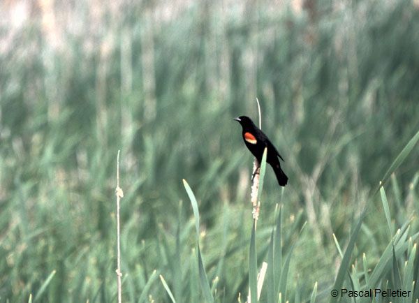 Carouge_a_Epaulettes_2