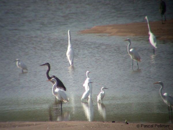 Herons