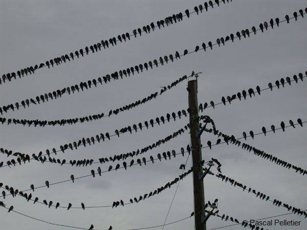 Hirondelles_noires_1