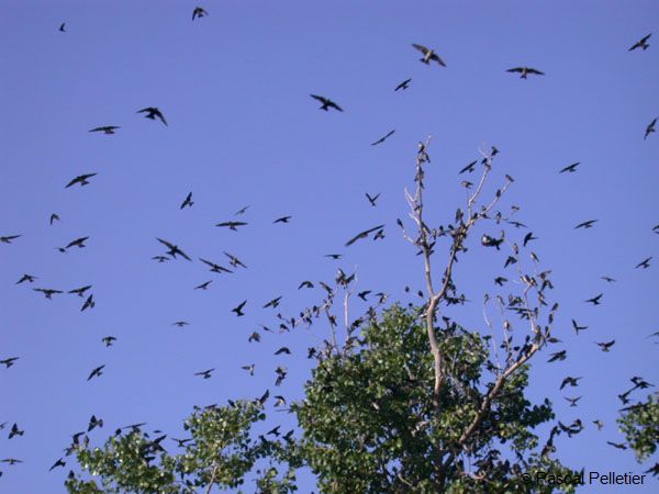 Hirondelles_noires_2