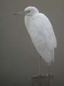 Aigrette_Bleue_jeune_1
