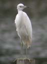 Aigrette_Bleue_jeune_2